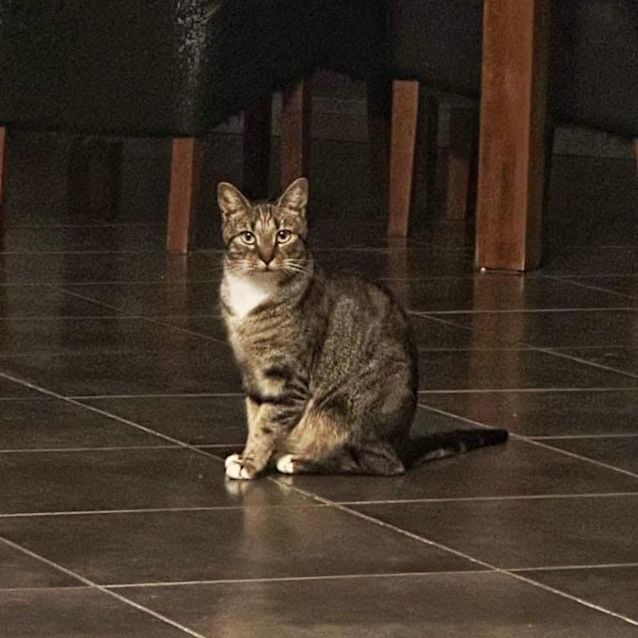 Photo of 7695   Ziggy Stardust