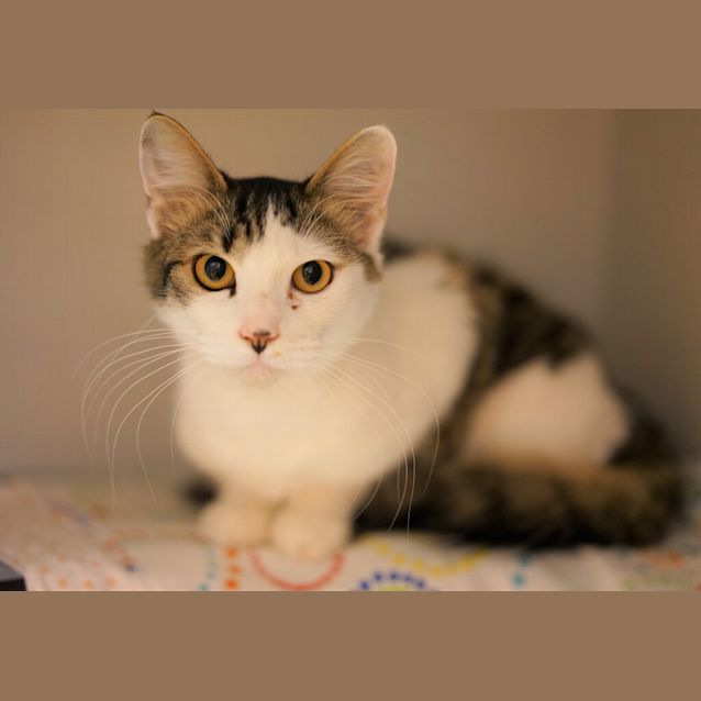 Photo of Callisto