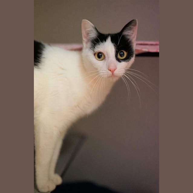 Photo of Willow
