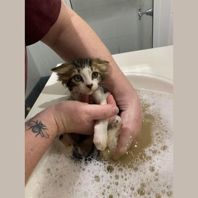 Photo of Little Bean