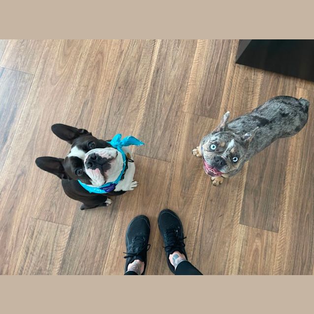 Photo of Gertie   2 Year Old French Bulldog (Trial)