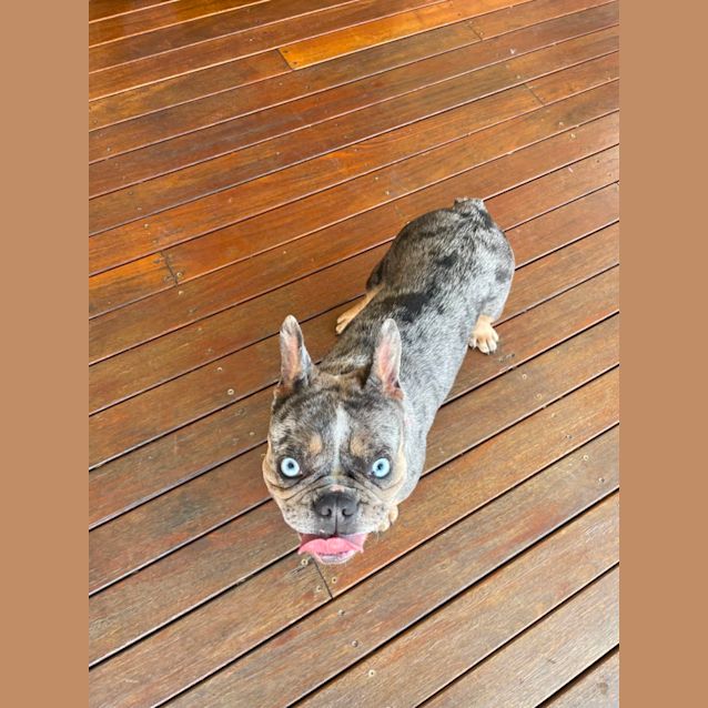 Photo of Gertie   2 Year Old French Bulldog (Trial)