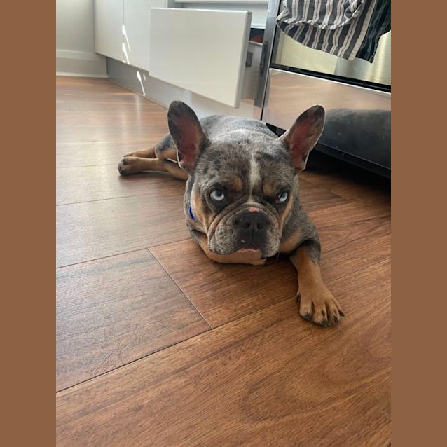 Photo of Gertie   2 Year Old French Bulldog (Trial)