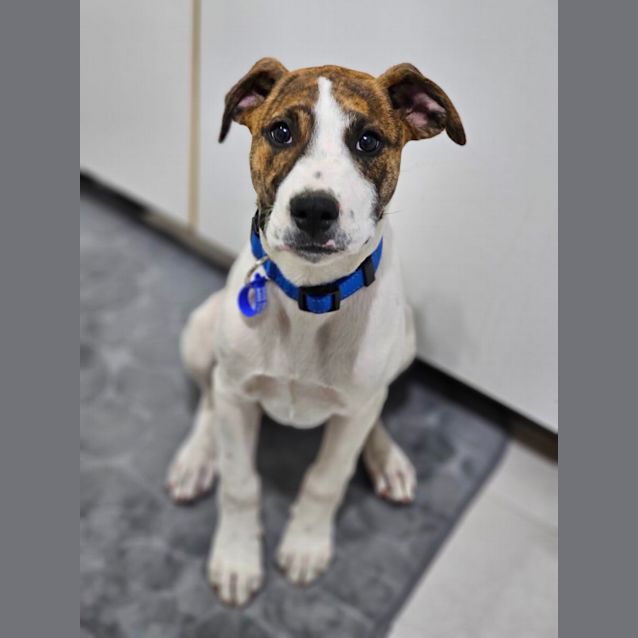 Photo of Patty   4 Month Old Bull Arab X (Trial)