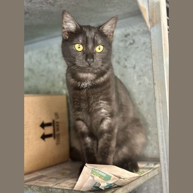 Photo of Hattie