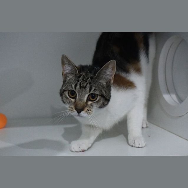 Photo of Bonnie 10992