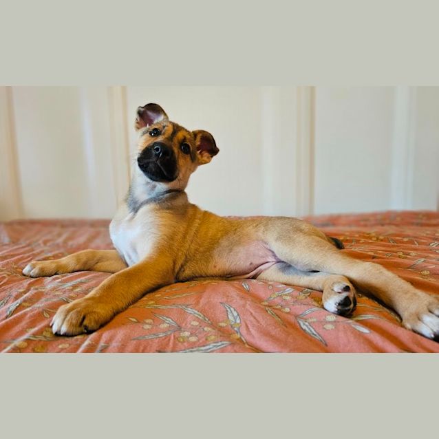 Photo of Opal