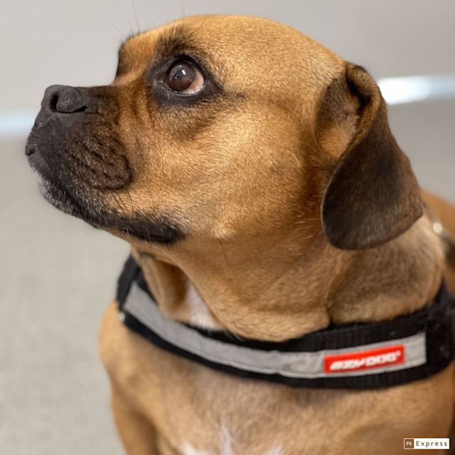 Photo of Roxy