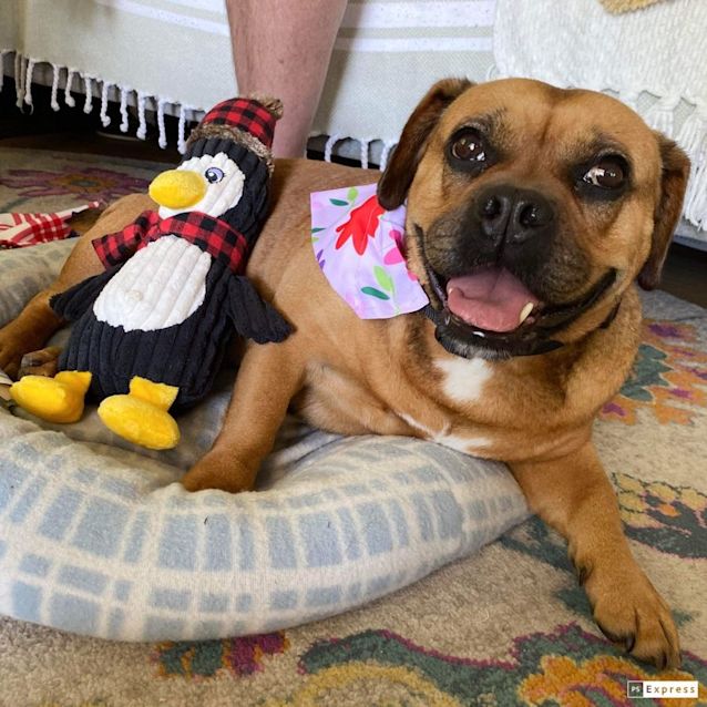 Photo of Roxy