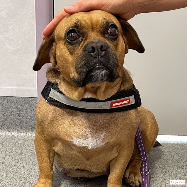 Photo of Roxy