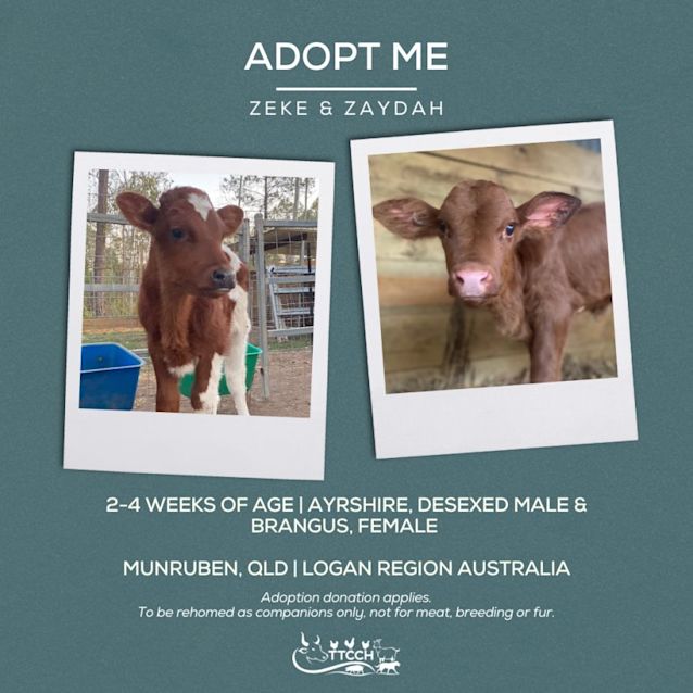 Photo of Zeke, Zaydah, Ziggy And Zulu