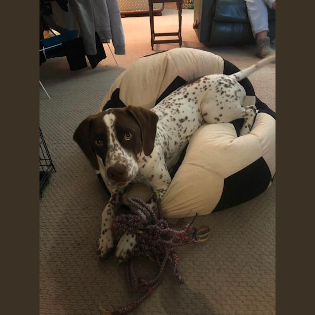 Photo of Mojo