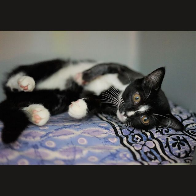Photo of Pita