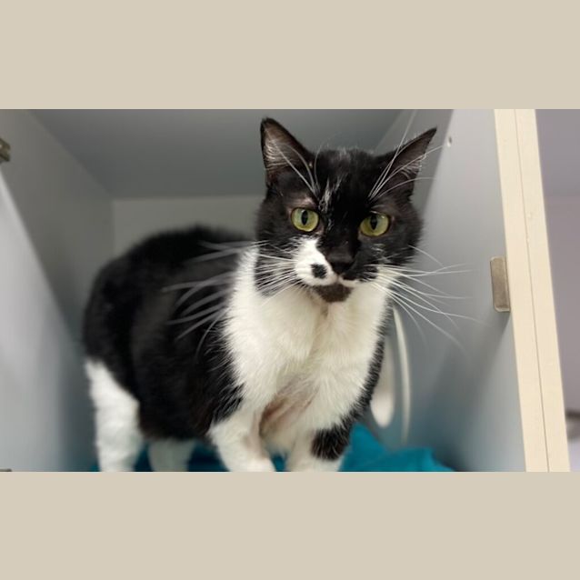 Photo of Maggie Simpson
