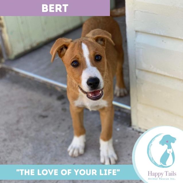 Photo of Bert