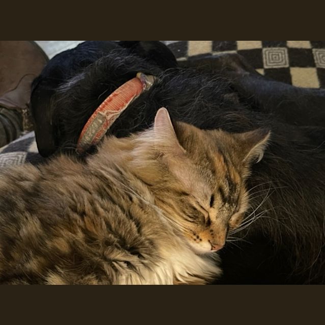 Photo of Remy (Was Mercedes)