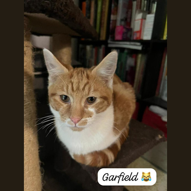 Photo of Garfield 