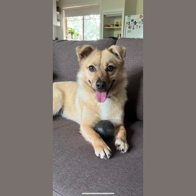 Photo of Milo Melts 