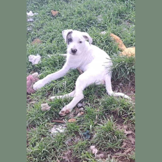 Photo of Fetch 