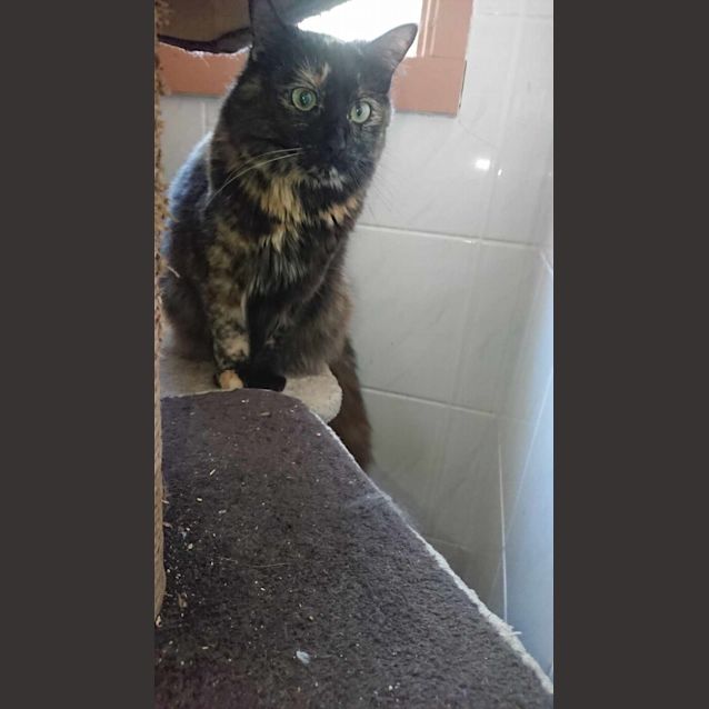 Photo of Ashley **2nd Chance Cat Rescue**