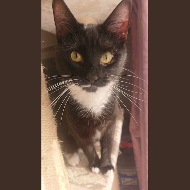 Photo of Wendy **2nd Chance Cat Rescue**