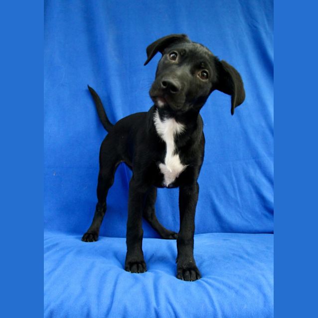 Photo of Oreo