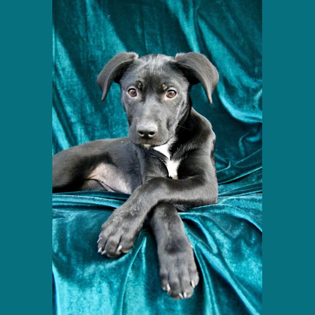 Photo of Oreo