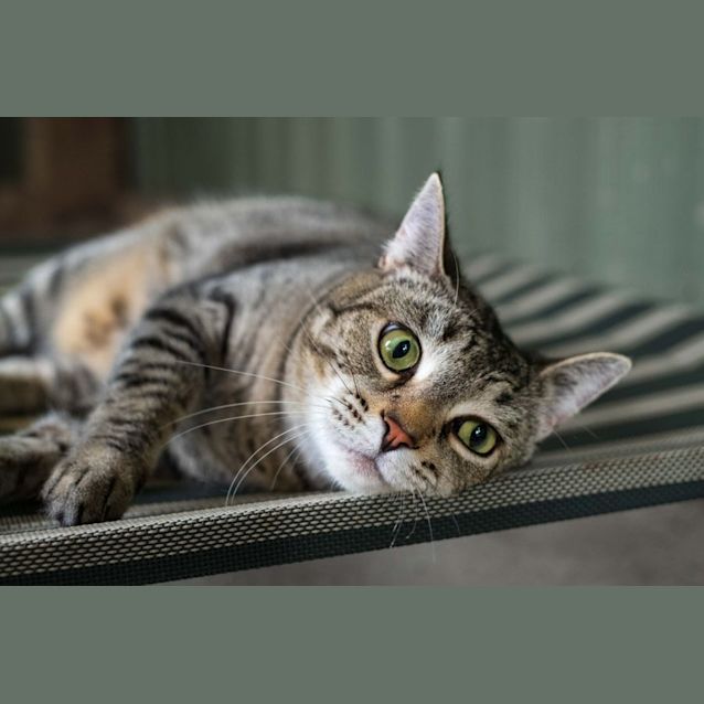 Photo of C1065 Ebony