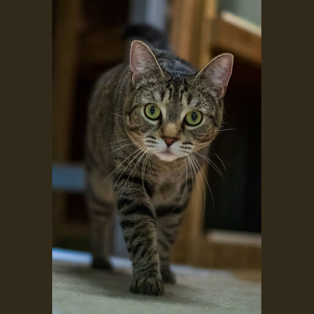 Photo of C1065 Ebony