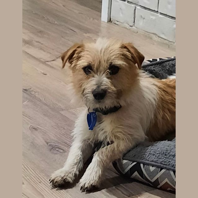 Photo of Buddy