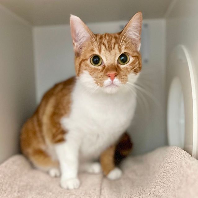 Photo of Sponge Cake