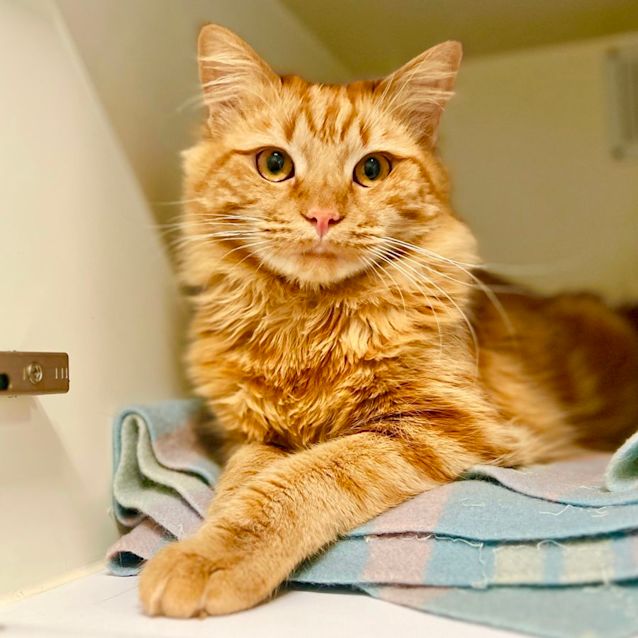 Photo of Gingerbread