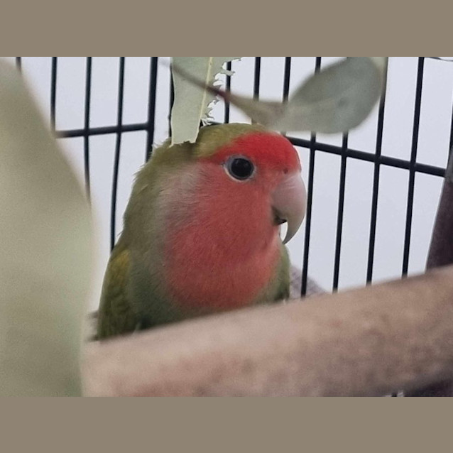 Photo of Yoshi & Bowser