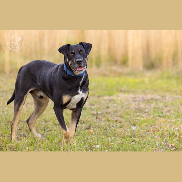 Photo of Milo   3 Year Old Kelpie X Rottweiler