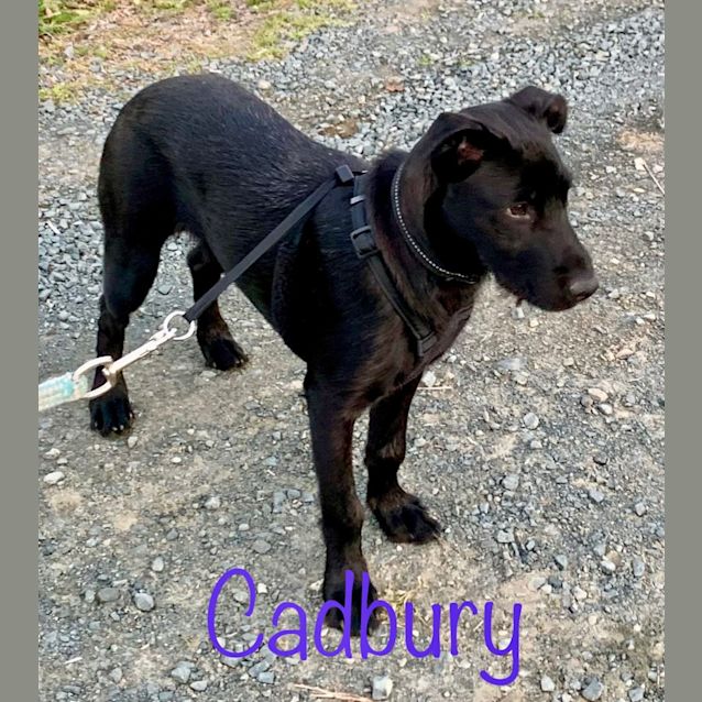 Photo of Cadbury