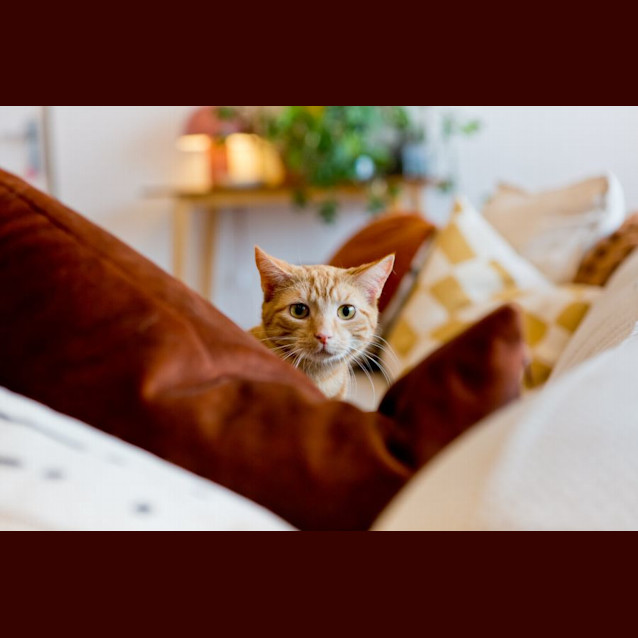 Photo of Ed *9 Lives Project Rescue*