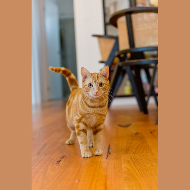 Photo of Ed *9 Lives Project Rescue*