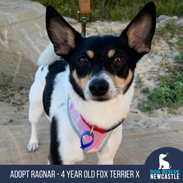 Photo of Ragnar   4 Year Old Fox Terrier X (Trial)