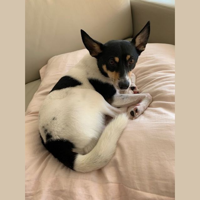 Photo of Ragnar   4 Year Old Fox Terrier X (Trial)