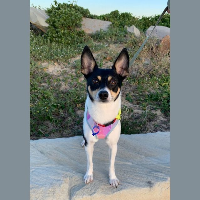 Photo of Ragnar   4 Year Old Fox Terrier X (Trial)