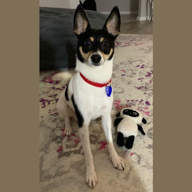 Photo of Ragnar   4 Year Old Fox Terrier X (Trial)
