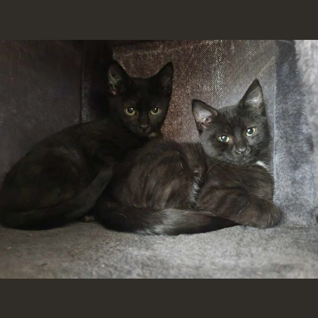Photo of Domino
