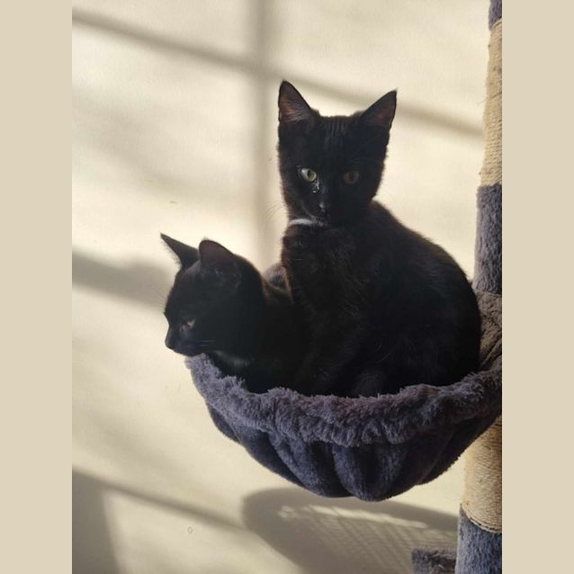 Photo of Domino
