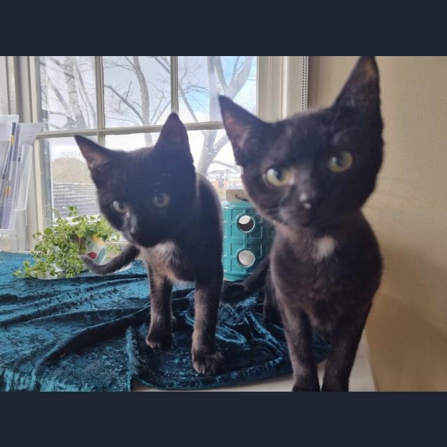 Photo of Domino
