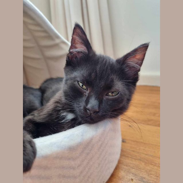 Photo of Domino