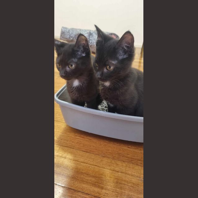 Photo of Domino