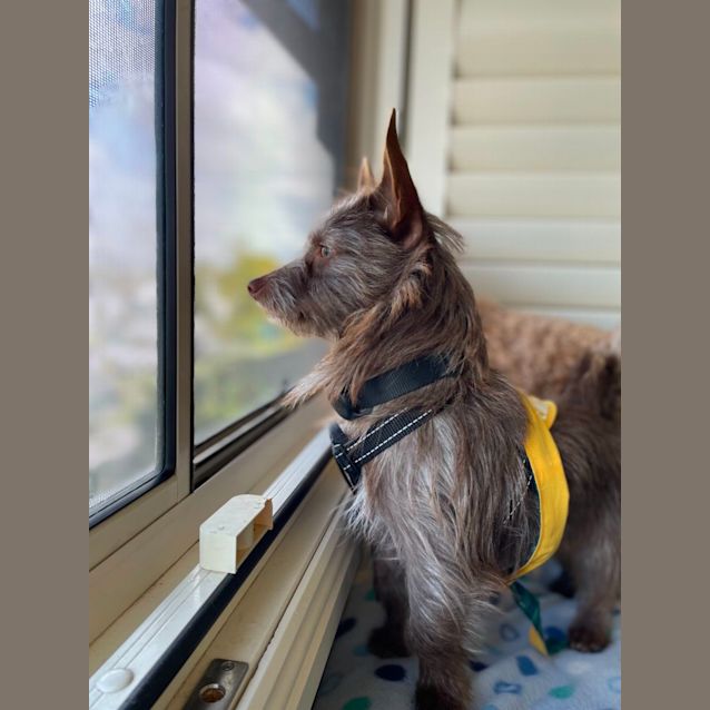 Photo of Toto   1 Year Old Terrier X (Trial 28/9/23)
