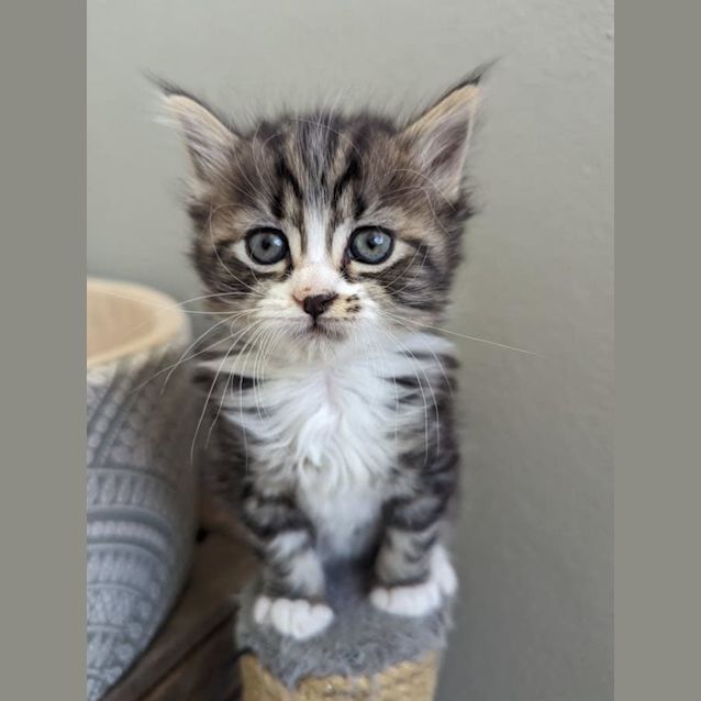 Photo of Luna 