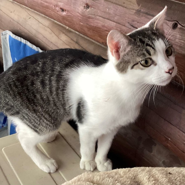 Photo of Bridgestone