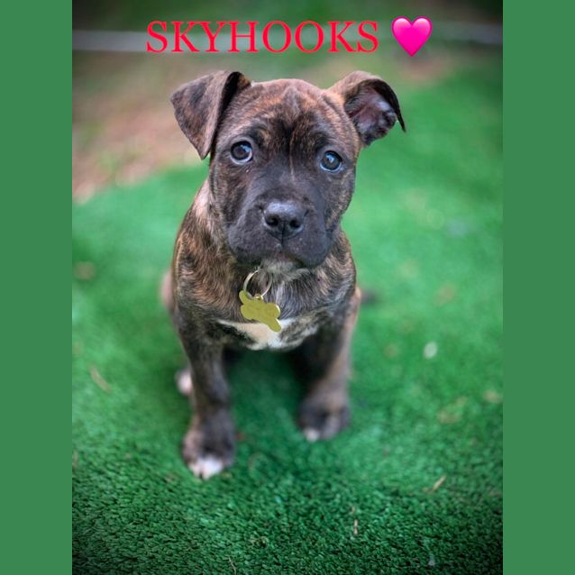 Photo of Australian Bands Litter   See Individual Listings